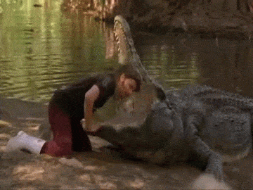 Image result for alligators gif running