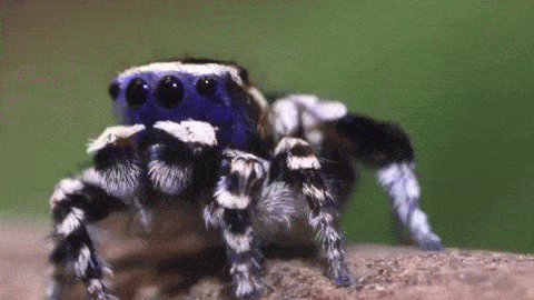 cute spiders gif